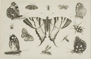 Zwaluwstaartvlinder en Twaalf Andere Insecten door Wenceslaus Hollar