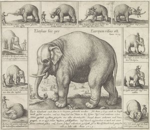 Tamme olifant