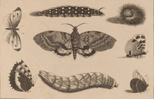 Drie rupsen, een mot en vier vlinders door Wenceslaus Hollar