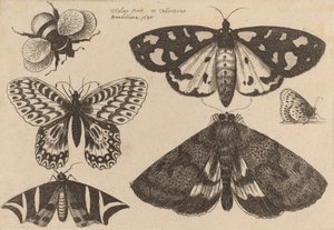Drie motten, twee vlinders en een hommel, 1646