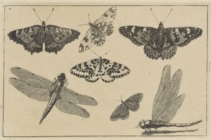 Twee libellen en vijf vlinders door Wenceslaus Hollar
