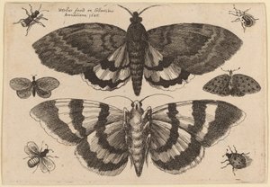 Twee motten en zes insecten door Wenceslaus Hollar