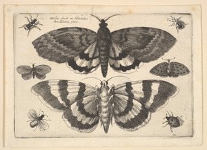 Twee Motten en Zes Insecten door Wenceslaus Hollar