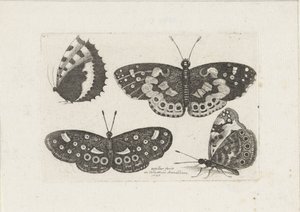 Vier vlinders door Wenceslaus Hollar