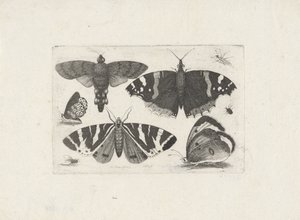 Vier vlinders, een mot, twee torren en een vlieg door Wenceslaus Hollar