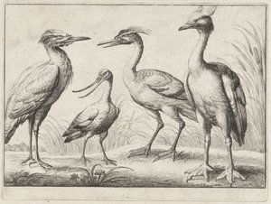 Vier waadvogels door Wenceslaus Hollar