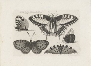 Vijf vlinders, Insecten (serietitel), Muscarum Scarabeorum (serietitel) door Wenceslaus Hollar