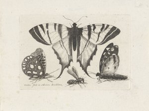 Vlinders en een wesp door Wenceslaus Hollar