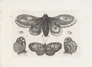 Vlinders, torren en een mot door Wenceslaus Hollar