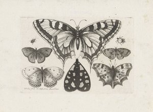 Vlinders, torren en een mot door Wenceslaus Hollar