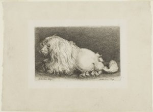 Witte hond door Wenceslaus Hollar