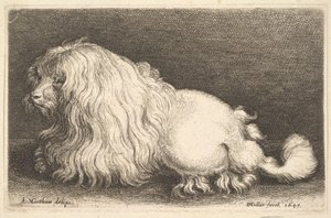 Witte hond door Wenceslaus Hollar