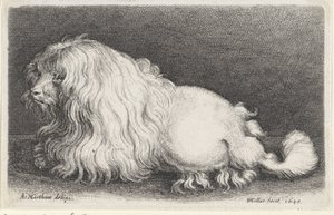Witte hond door Wenceslaus Hollar