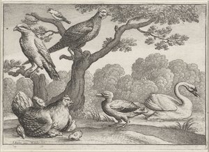 Zwaan, kip met kuikens en andere vogels door Wenceslaus Hollar