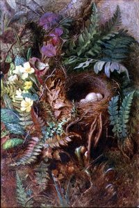 Vogelnest