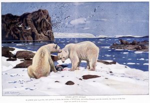 Arctische ijszee met twee ijsberen, walrussen en vogels (meeuwen, alkyons en dwazen). Gebaseerd op een aquarel van W. Kuhnert.