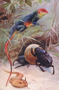 Agama, Gehoornde Adder en Heilige Kever, illustratie uit Wildlife of the World, ca. 1910 door Wilhelm Kuhnert