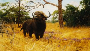 Een Kafferbuffel in Prairiegras