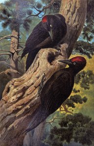 Zwarte specht