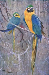 Blauwe en gele ara, uit Wildlife of the World uitgegeven door Frederick Warne & Co, ca.1900