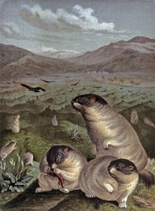 Bobak marmot
