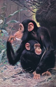 Chimpansee, illustratie uit Wildlife of the World, ca. 1910 door Wilhelm Kuhnert