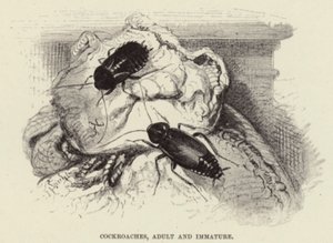 Kakkerlakken, volwassen en onvolwassen door Wilhelm Kuhnert