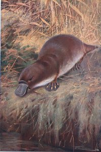 Snaveldier, illustratie uit Wildlife of the World, ca. 1910