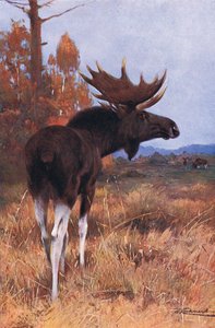 Eland of eland, uit Wildlife of the World gepubliceerd door Frederick Warne & Co, ca. 1900