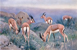 Gazelle, uit Wildlife of the World gepubliceerd door Frederick Warne & Co, ca. 1900