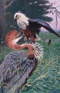 Reiger en Zeearend, illustratie uit Wildlife of the World, ca. 1910 door Wilhelm Kuhnert