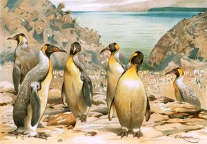 Reuzenpinguïns door Wilhelm Kuhnert