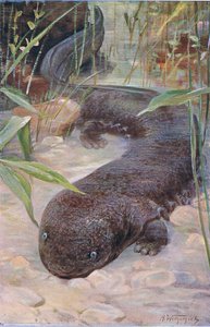 Reuzensalamander, uit Wildlife of the World gepubliceerd door Frederick Warne & Co, ca. 1900 door Wilhelm Kuhnert
