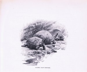 Reuzenschildpadden, illustratie uit Wildlife of the World, ca. 1910 door Wilhelm Kuhnert