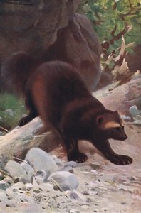Veelvraat of wolverine, uit Wildlife of the World gepubliceerd door Frederick Warne & Co, ca. 1900 door Wilhelm Kuhnert