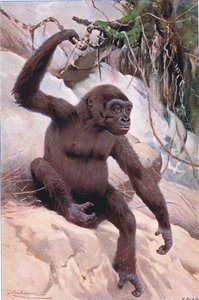 Gorilla, illustratie uit Wildlife of the World, ca. 1910 door Wilhelm Kuhnert