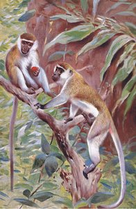 Groene Aap, illustratie uit Wildlife of the World, ca. 1910