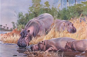 Nijlpaard, illustratie uit Wildlife of the World, ca. 1910