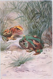 Hoornkikker, uit Wildlife of the World uitgegeven door Frederick Warne & Co, ca.1900