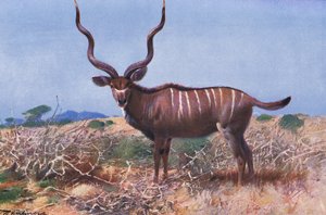 Koedoe, illustratie uit Wildlife of the World, ca. 1910