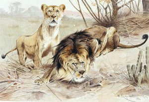 Leeuw, plaat uit "Brehms Tierleben: Allgemeine Kunde des Tierreichs", vol.1, p.453, uitgegeven door Bibliographisches Institut door Wilhelm Kuhnert
