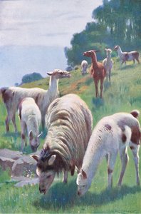 Lama, uit Wildlife of the World uitgegeven door Frederick Warne & Co, ca.1900
