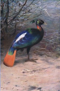 Monal, uit Wildlife of the World gepubliceerd door Frederick Warne & Co, ca. 1900