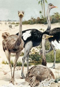 Struisvogel, plaat uit "Brehms Tierleben: Allgemeine Kunde des Tierreichs", deel 6, p. 691, uitgegeven door Bibliographisches Institut door Wilhelm Kuhnert