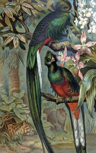 Quetzal schitterend