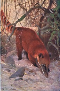 Rode coati, uit Wildlife of the World uitgegeven door Frederick Warne & Co, ca.1900 door Wilhelm Kuhnert
