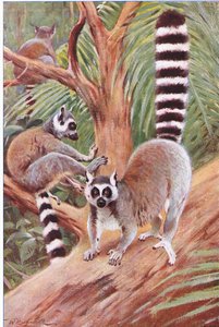 Ringstaartmaki, illustratie uit Wildlife of the World, ca. 1910