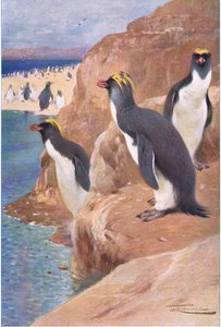 Rots Pinguïn, illustratie uit Wildlife of the World, ca. 1910 door Wilhelm Kuhnert