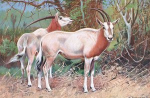 Sabelantilope, illustratie uit Wildlife of the World, ca. 1910 door Wilhelm Kuhnert