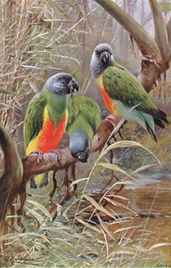Senegal Papegaai, illustratie uit Wildlife of the World, ca. 1910